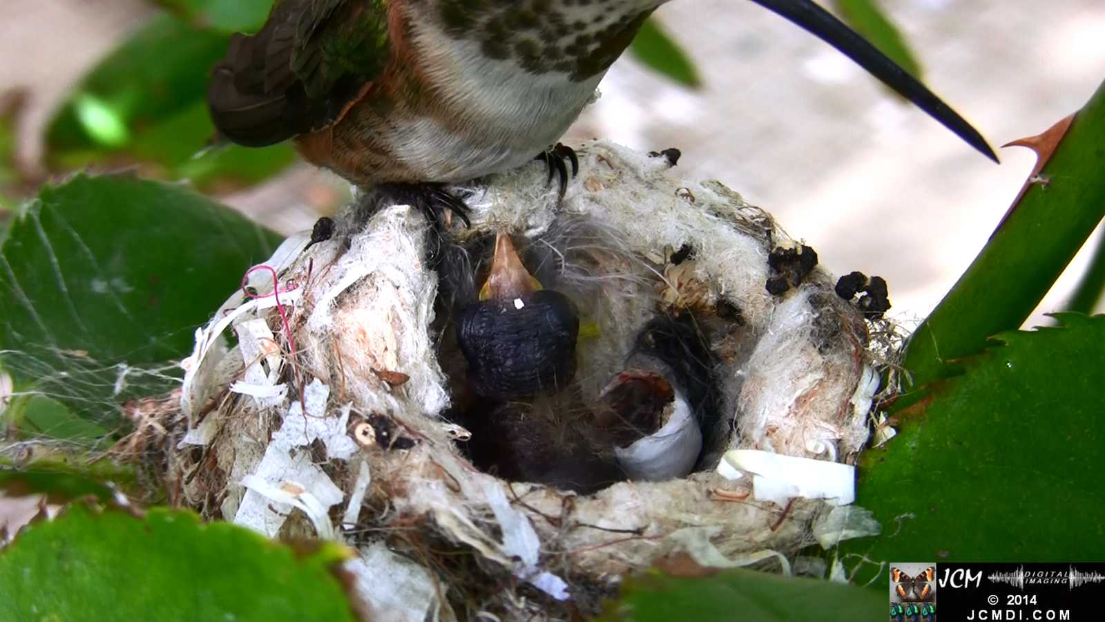 Allens Hummingbird feeding chick super close up 1